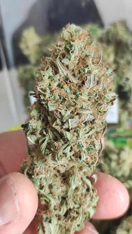 Legendary OG Punch