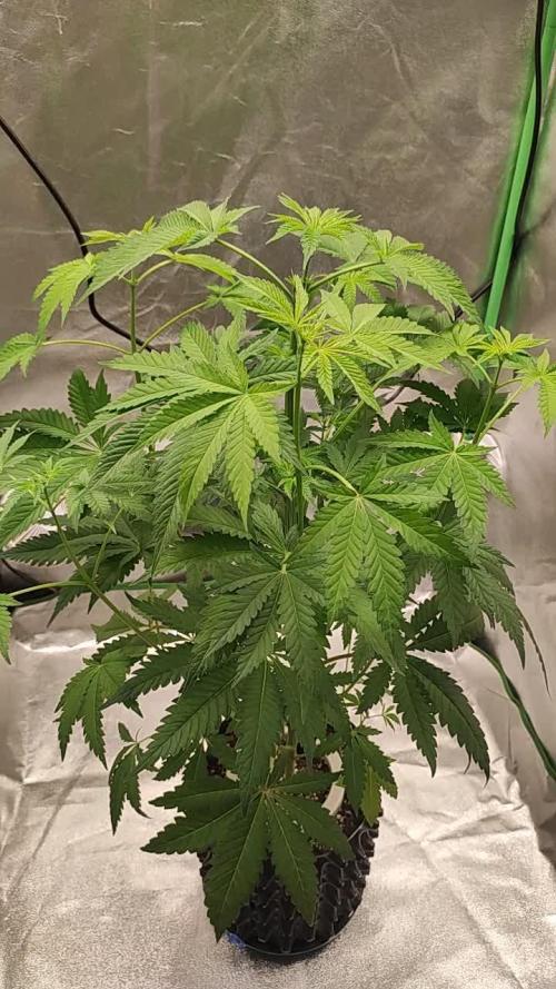 Lambeijax #Santa Maria