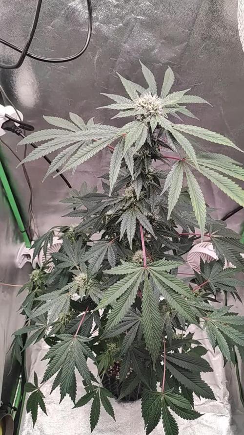Radical Juice #1