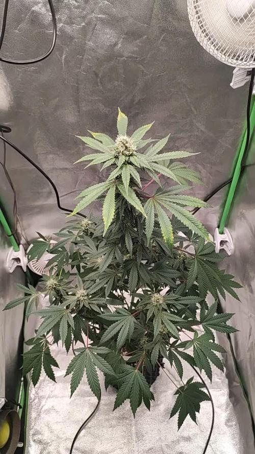 Radical Juice #2