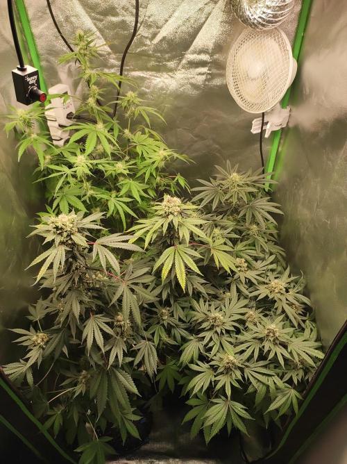 Lambeijax #Santa Maria. Week 7