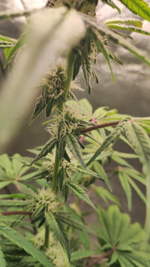 Lambeijax #Santa Maria