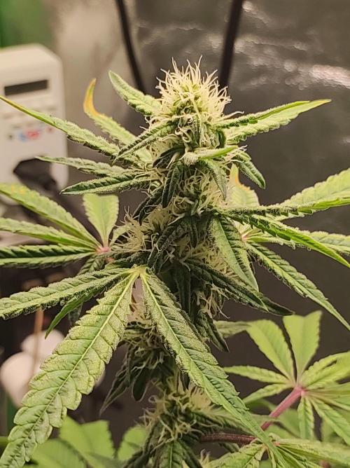 Lambeijax #Santa Maria. Week 7