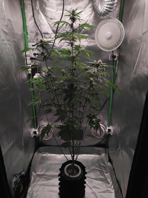 Lambeijax #Santa Maria. Week 7