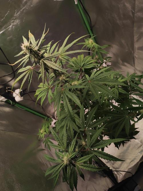 Lambeijax #Santa Maria. Week 7