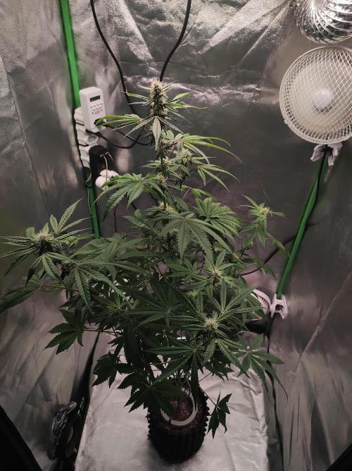 Lambeijax #Santa Maria. Week 7