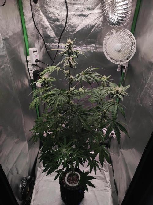 Lambeijax #Santa Maria. Week 7