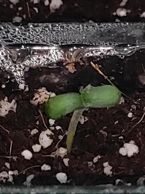 Colombian Gold. Week 0