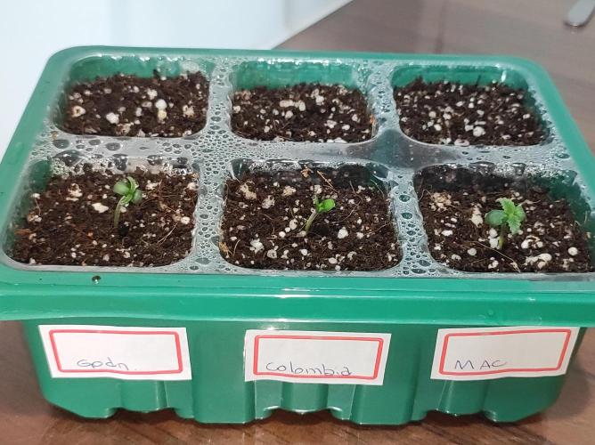 Colombian Gold. Week 0