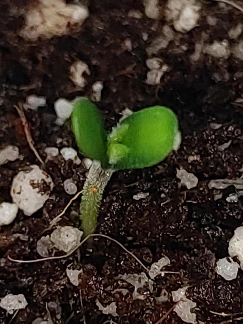 Colombian Gold. Week 0