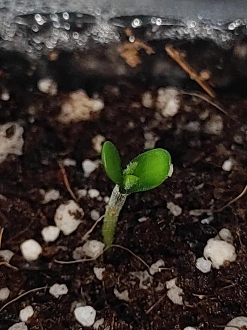 Colombian Gold. Week 0