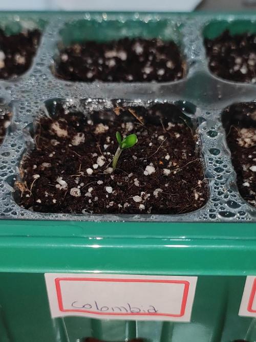 Colombian Gold. Week 0