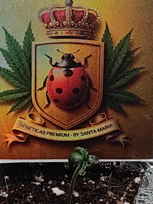 Godness Flower. Week 0