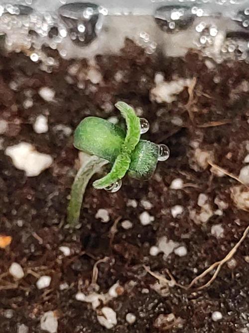 Godness Flower. Week 0