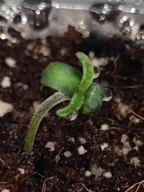 Godness Flower. Week 0