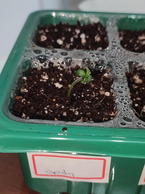 Godness Flower. Week 0