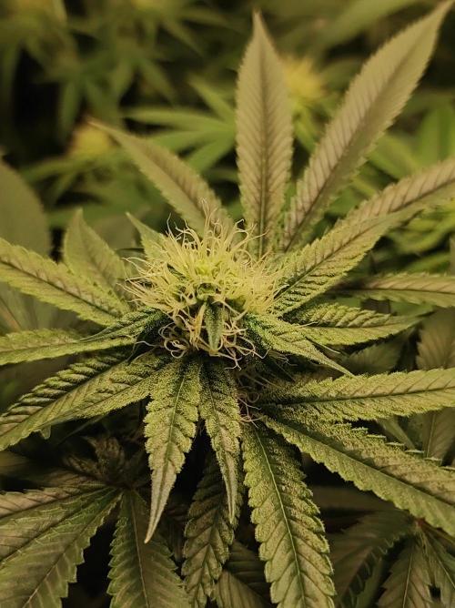 Gelato 41 #4. Week 8