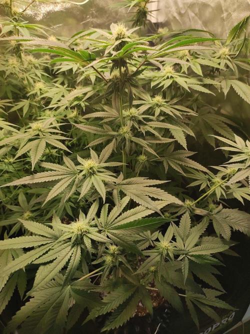 Gelato 41 #4. Week 8