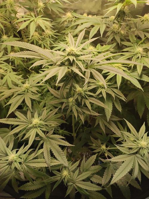 Gelato 41 #4. Week 8