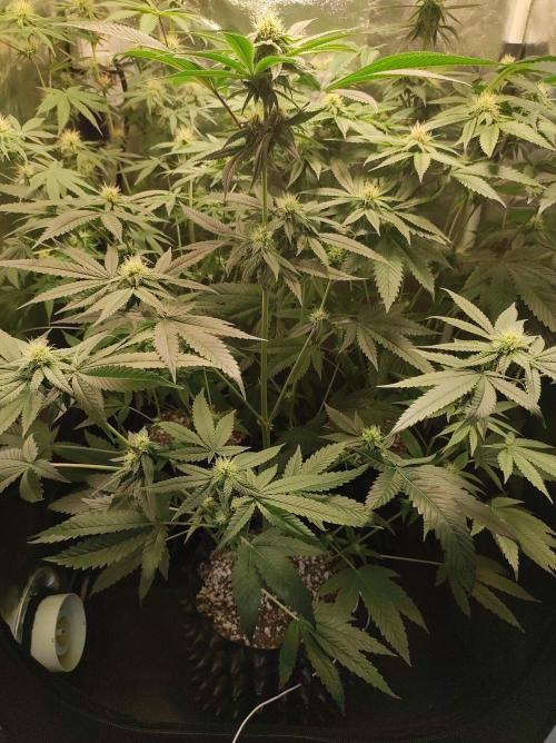 Gelato 41 #4. Week 8