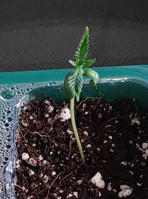 Godness Flower. Week 0