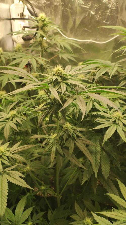 TUTIFRUIT #Santa Maria