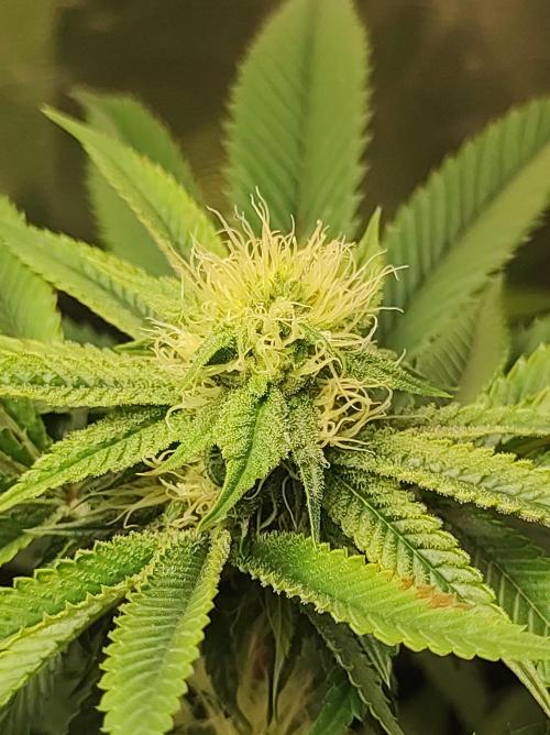 Gelato 41 #3. Week 8