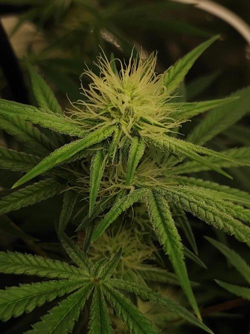 Tutti-Frutti  #Santa Maria. Week 8