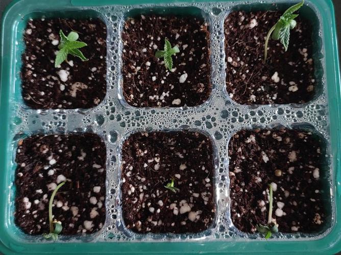 Colombian Gold. Week 0