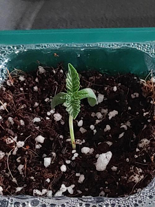 Colombian Gold. Week 0