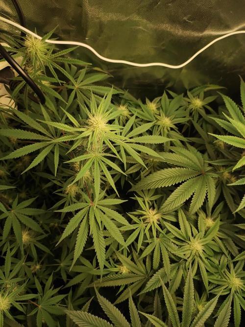 Tutti-Frutti  #Santa Maria. Week 8