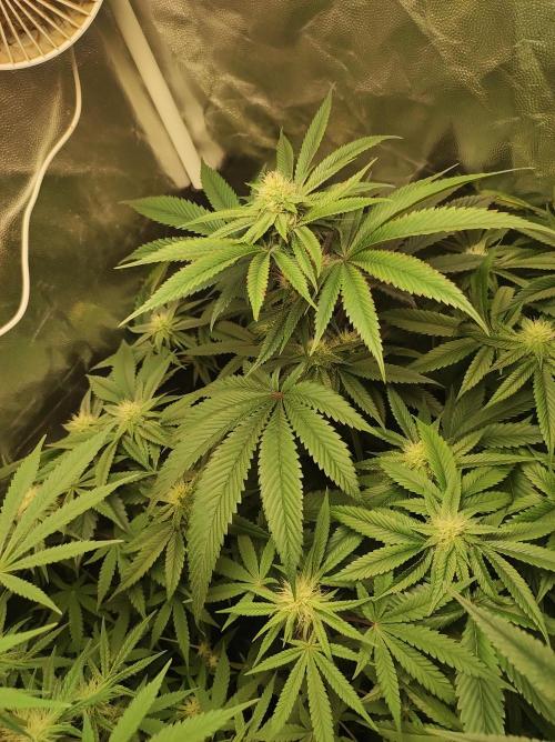 Gelato 41 #3. Week 8