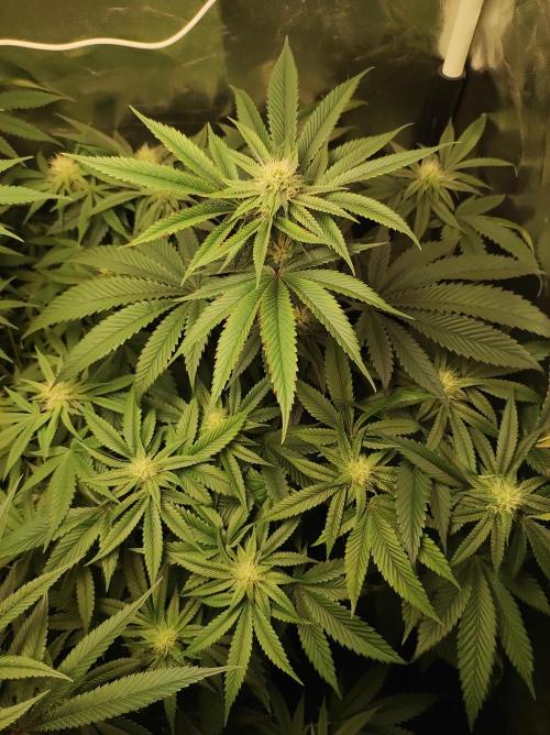 Gelato 41 #3. Week 8