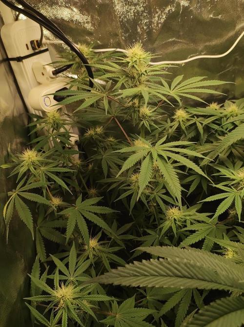 Tutti-Frutti  #Santa Maria. Week 8