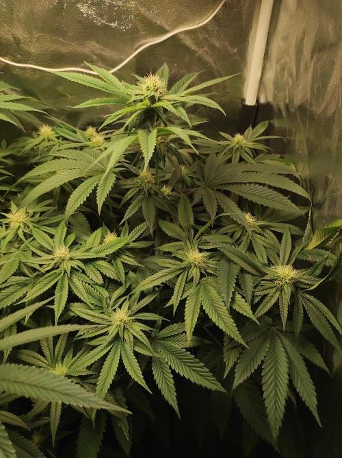 Gelato 41 #3. Week 8