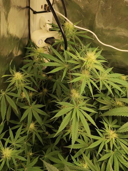 Tutti-Frutti  #Santa Maria. Week 8