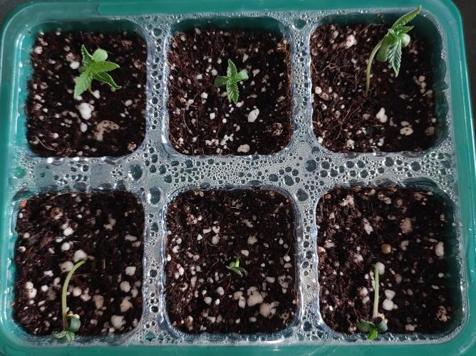 Lambeijax #2. Week 0