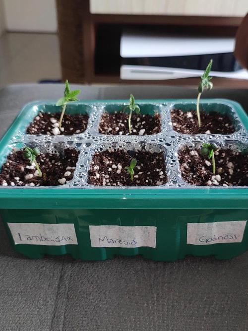 Lambeijax #2. Week 0