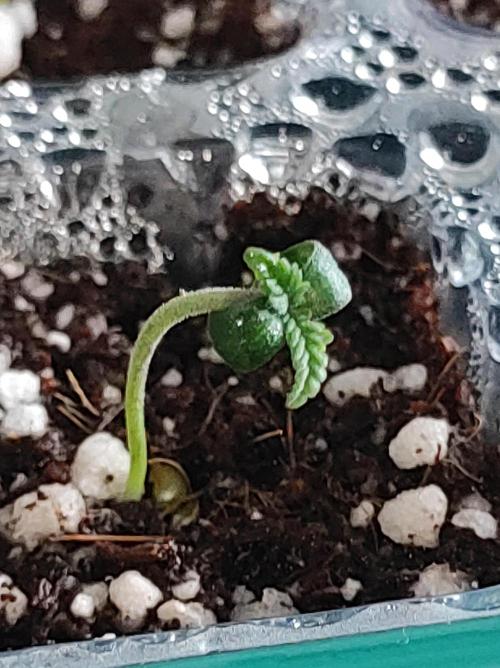 Lambeijax #2. Week 0