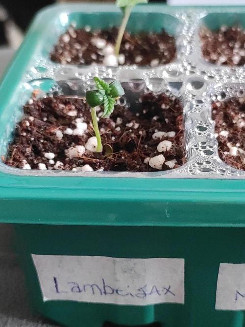 Lambeijax #2. Week 0