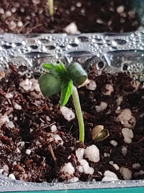 Godness Flower #2. Week 0