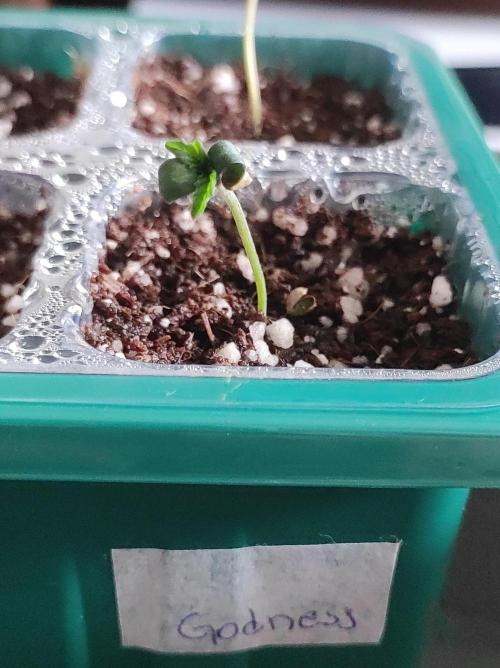 Godness Flower #2. Week 0