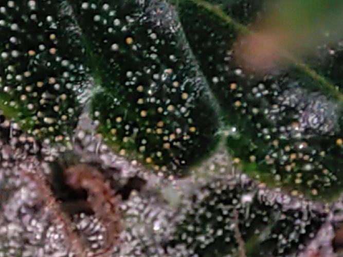 Radical Juice #1. Week 11