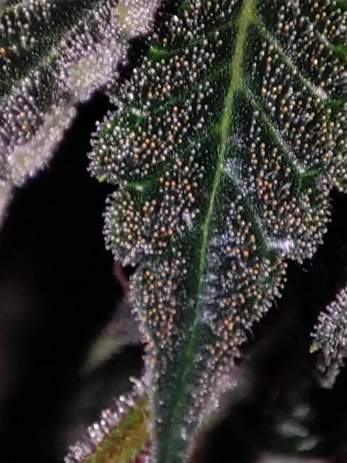 Radical Juice #1. Week 11