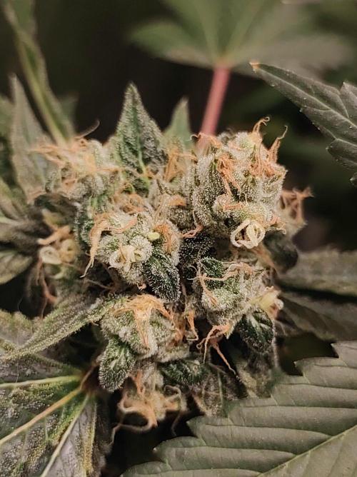 Radical Juice #1. Week 11