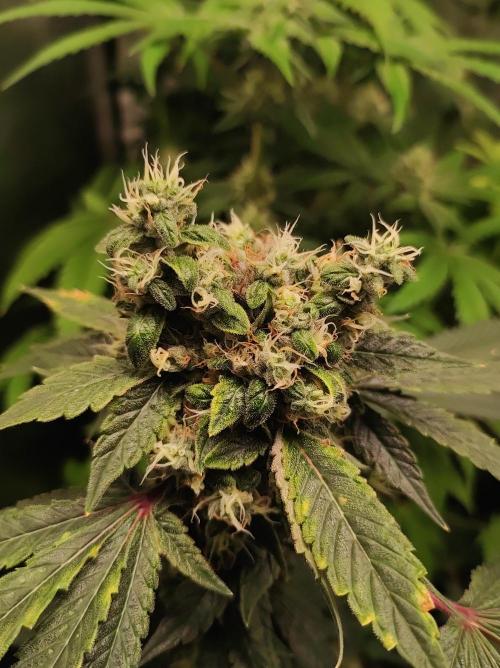 Radical Juice #1. Week 11