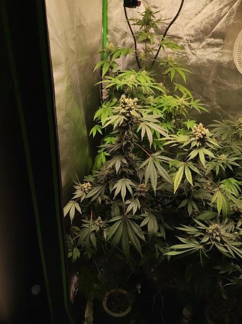 Radical Juice #1. Week 11