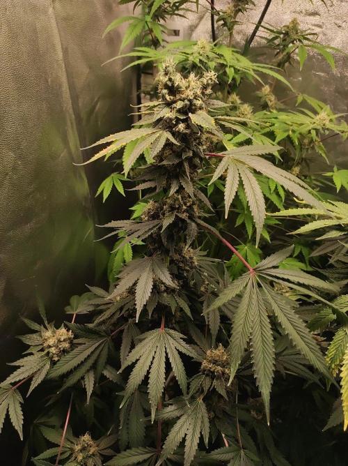 Radical Juice #1. Week 11