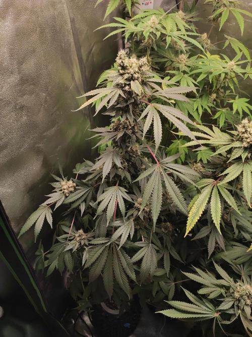 Radical Juice #1. Week 11