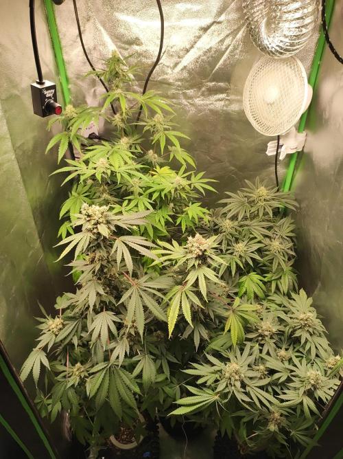 Radical Juice #1. Week 11